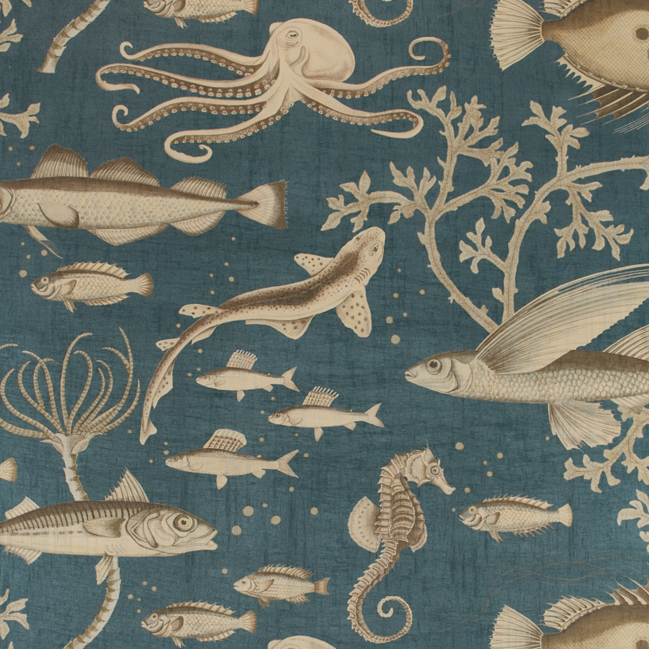 Dory Gigantica Wallpaper