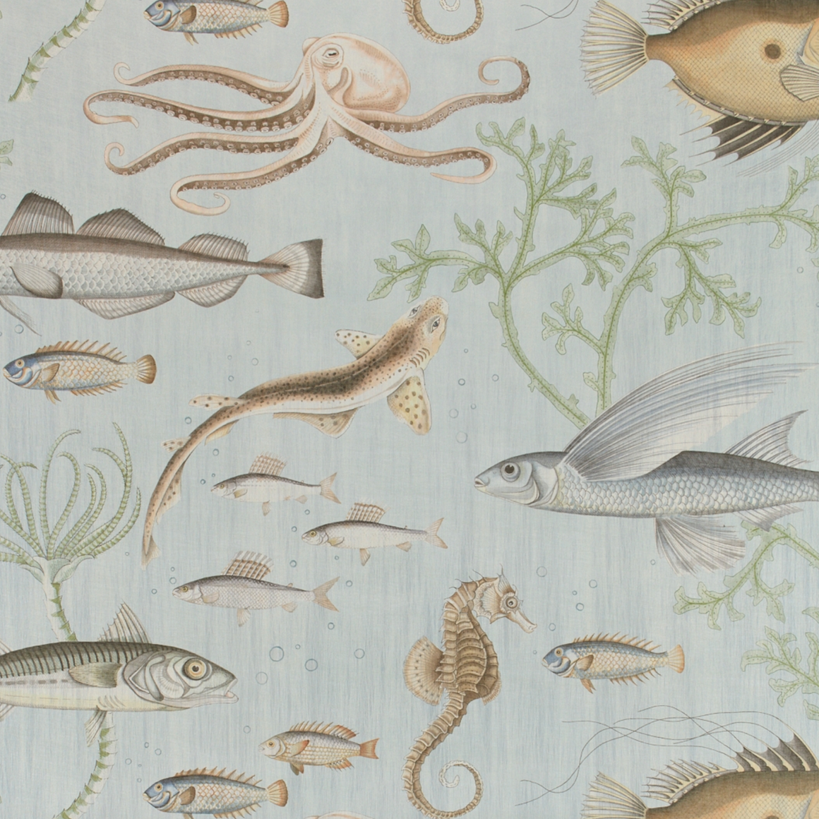 Dory Gigantica Wallpaper
