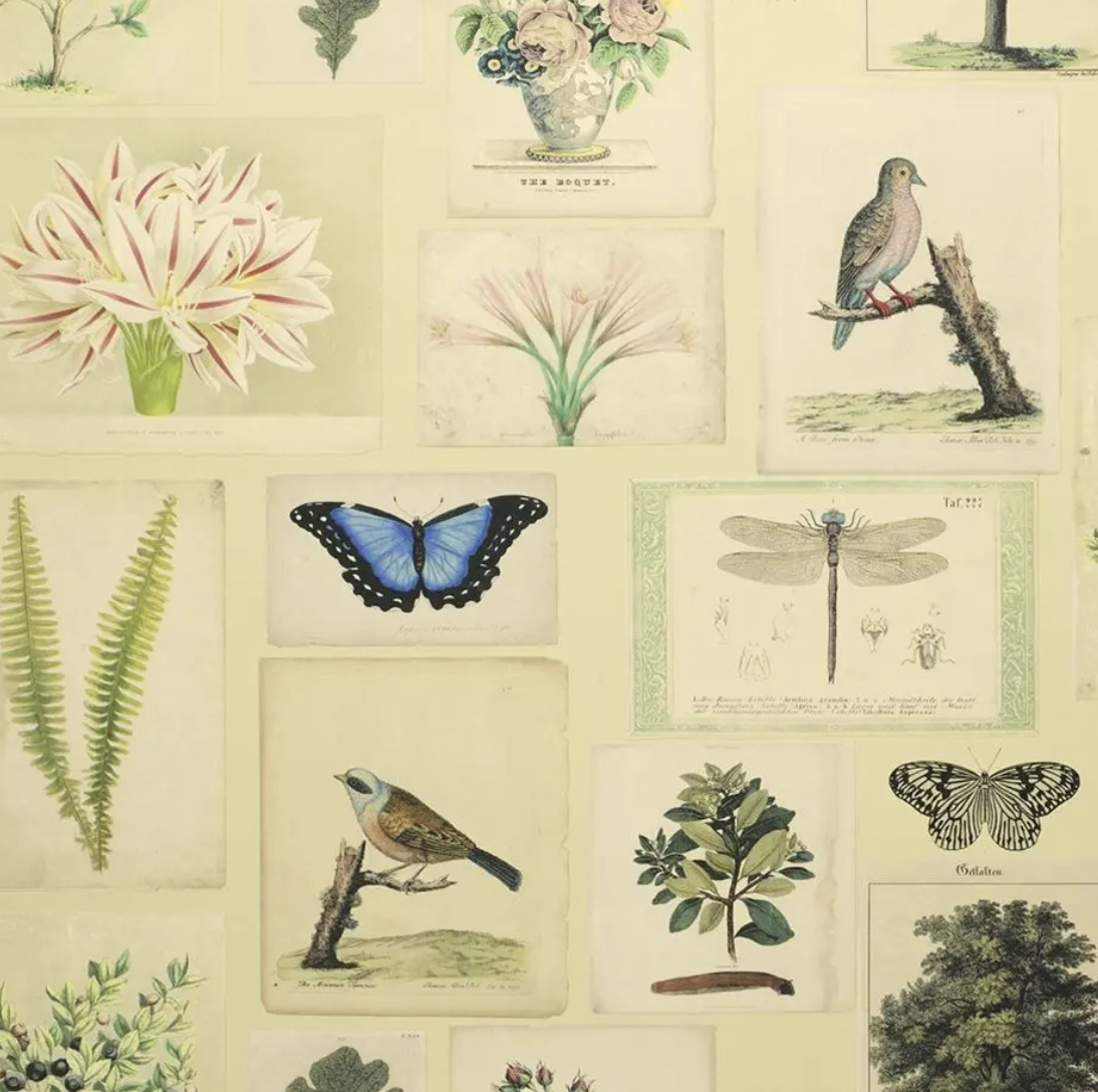 DG Floral and Fauna Wallpaper