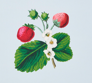 Strawberry Hill Wallpaper