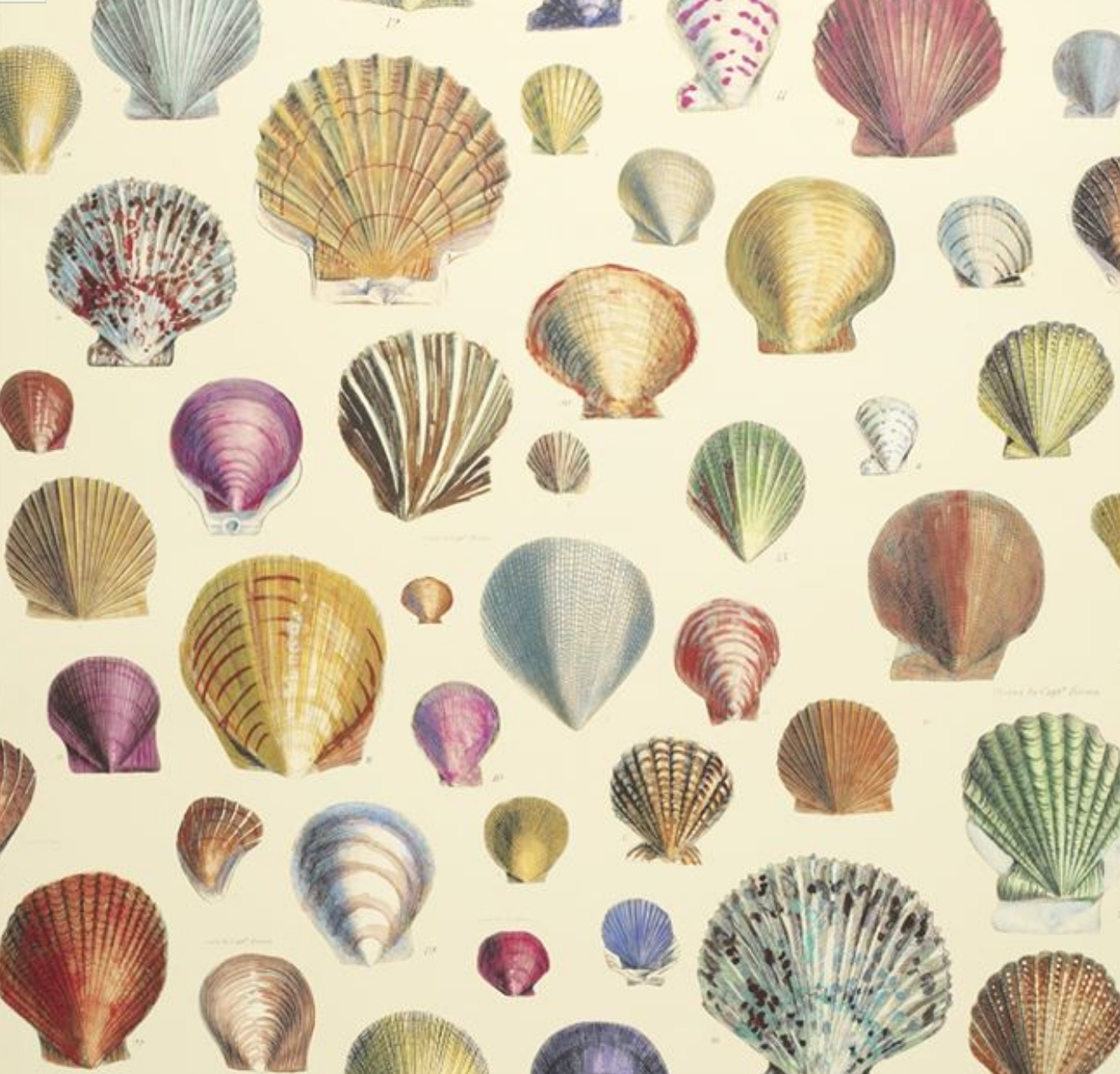 Captain Thomas  Browns Shells Wallpaper